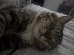 Reunited Male Cat last seen Muhlenberg twp area, Reading, PA 19605