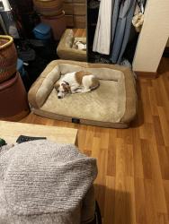 Found/Stray Male Dog last seen Emeryville market , Emeryville, CA 94608