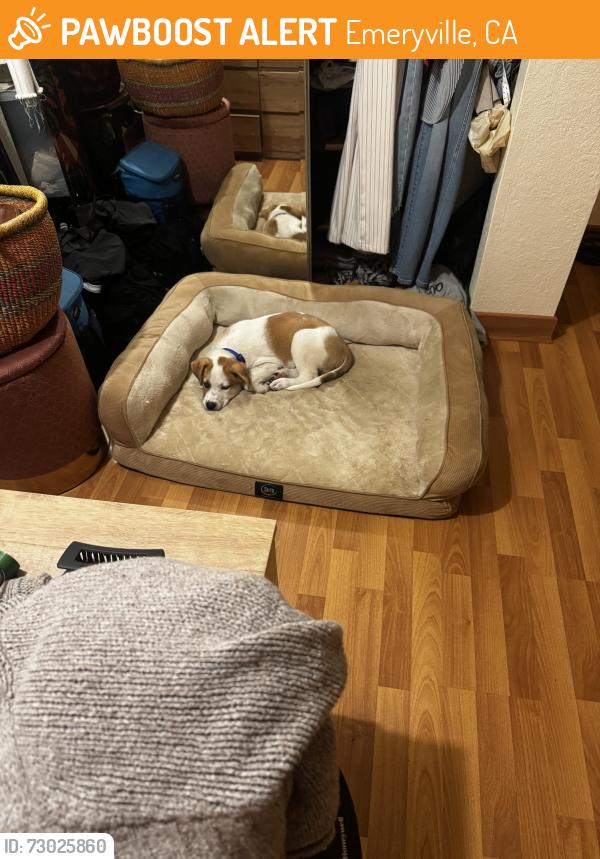 Found/Stray Male Dog last seen Emeryville market , Emeryville, CA 94608