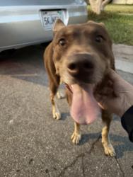 Found/Stray Female Dog last seen Palm Ave./ Riderwood, Hacienda Heights, CA 91745