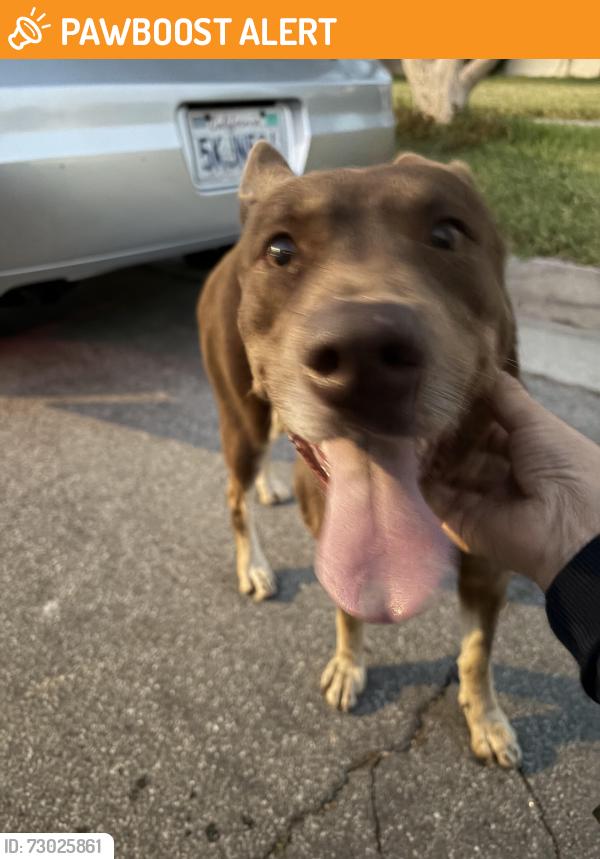 Found/Stray Female Dog last seen Palm Ave./ Riderwood, Hacienda Heights, CA 91745