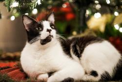 Lost Male Cat last seen Village Hill Dr. biggest main street of subdivision would be Longmire, Conroe, TX 77304