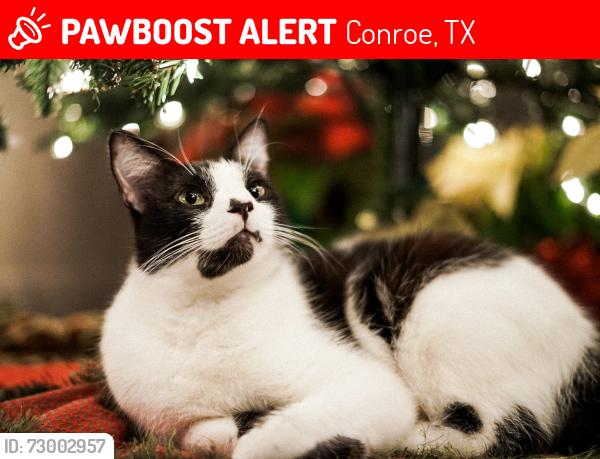 Lost Male Cat last seen Village Hill Dr. biggest main street of subdivision would be Longmire, Conroe, TX 77304