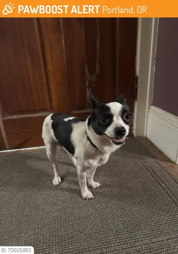 Found/Stray Male Dog last seen Near NE Davis Street Portland Oregon, Portland, OR 97220