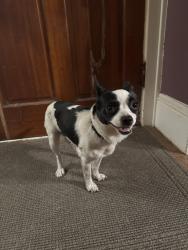 Found/Stray Male Dog last seen Near NE Davis Street Portland Oregon, Portland, OR 97220