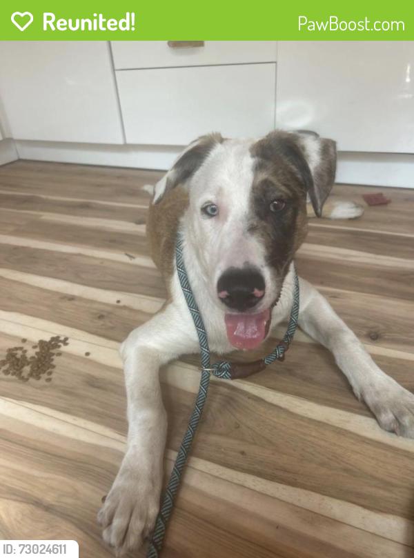 Reunited Male Dog last seen 10th and Weidler, Portland, OR 97232
