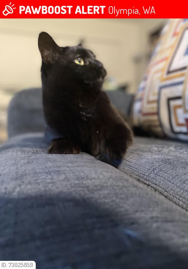 Lost Female Cat last seen Hawksridge/Marvin Rd, Olympia, WA 98513
