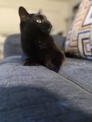 Lost Female Cat last seen Hawksridge/Marvin Rd, Olympia, WA 98513
