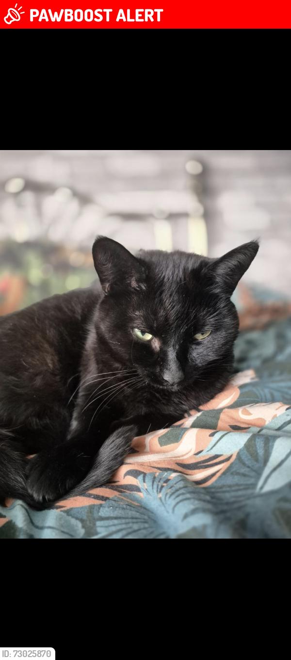 Lost Female Cat last seen Lower lickhill road stourport , Worcestershire, England DY13 8TS