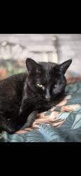 Lost Female Cat last seen Lower lickhill road stourport , Worcestershire, England DY13 8TS