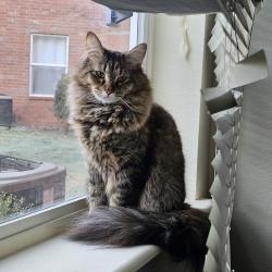 Lost Female Cat last seen Fairways, Conway, AR 72034
