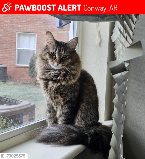 Lost Female Cat last seen Fairways, Conway, AR 72034