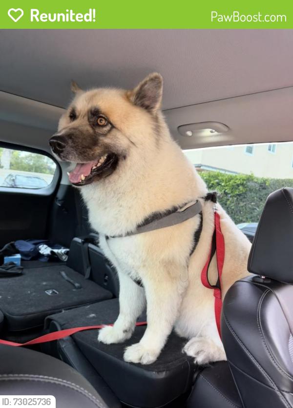 Reunited Male Dog last seen Near Del Mar Ave Rosemead, CA  91770 United States, Rosemead, CA 91770