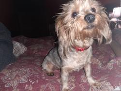 Lost Female Dog last seen W. Battlefield and S. Dayton Ave , Springfield, MO 65807