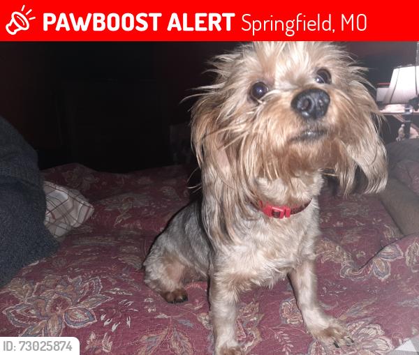 Lost Female Dog last seen W. Battlefield and S. Dayton Ave , Springfield, MO 65807