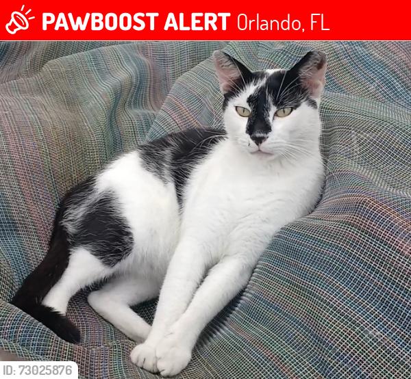 Lost Male Cat last seen Bentwood st y curtis st, Orlando, FL 32807