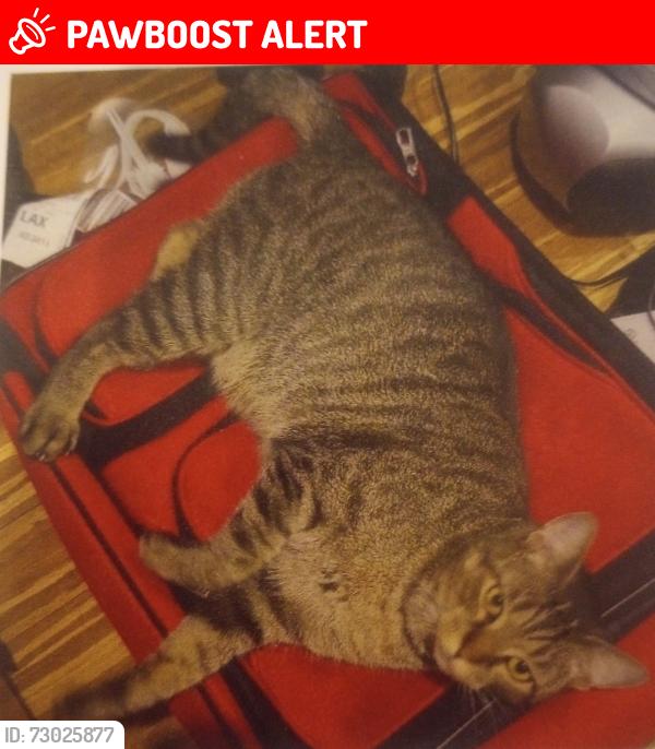 Lost Male Cat last seen Oceanaire and Coveview Drive, Rancho Palos Verdes, CA 90275