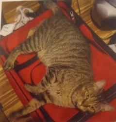 Lost Male Cat last seen Oceanaire and Coveview Drive, Rancho Palos Verdes, CA 90275