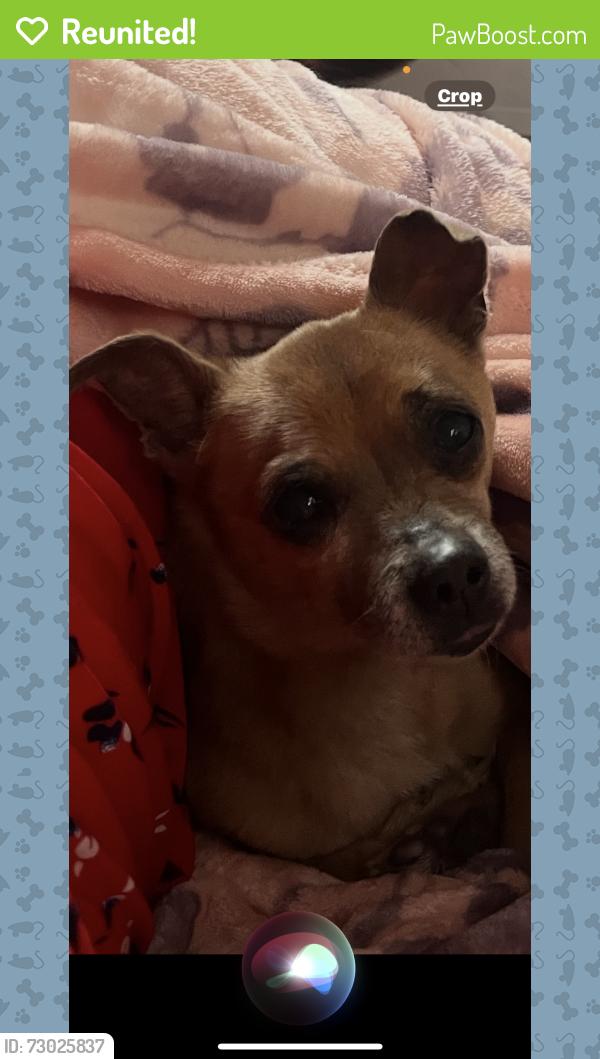 Reunited Male Dog last seen Century and main street, Los Angeles, CA 90003