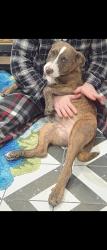 Found/Stray Female Dog last seen West Campus Lofts, Waco, TX 76703