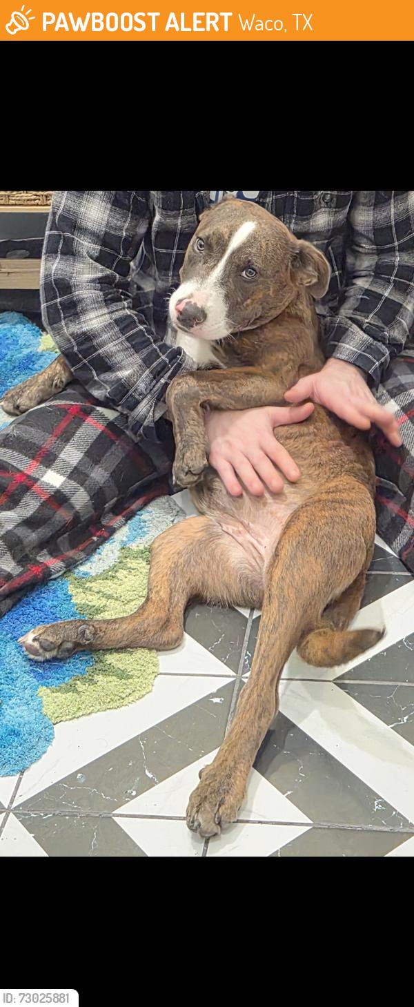 Found/Stray Female Dog last seen West Campus Lofts, Waco, TX 76703