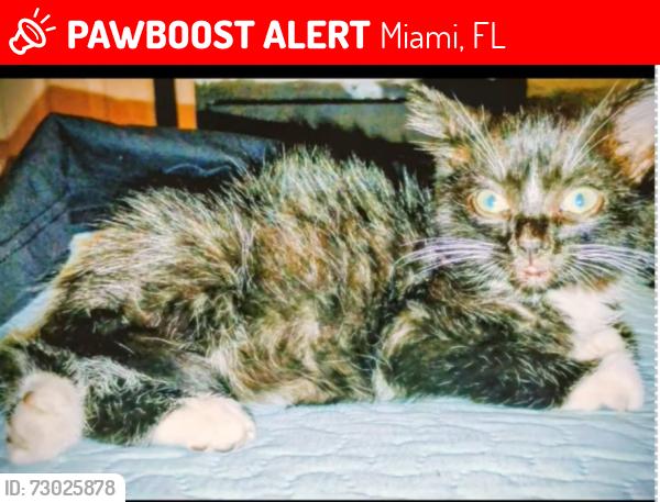 Lost Male Cat last seen Ne 77th Street and Ne 4th Court Miami, Fl 33138, Miami, FL 33138