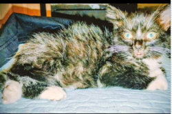 Lost Male Cat last seen Ne 77th Street and Ne 4th Court Miami, Fl 33138, Miami, FL 33138