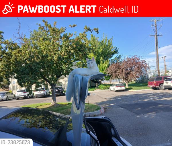 Lost Male Cat last seen 306S.34 th Ave,Mallard Cove Appartments, headed North toward star, Caldwell, ID 83605
