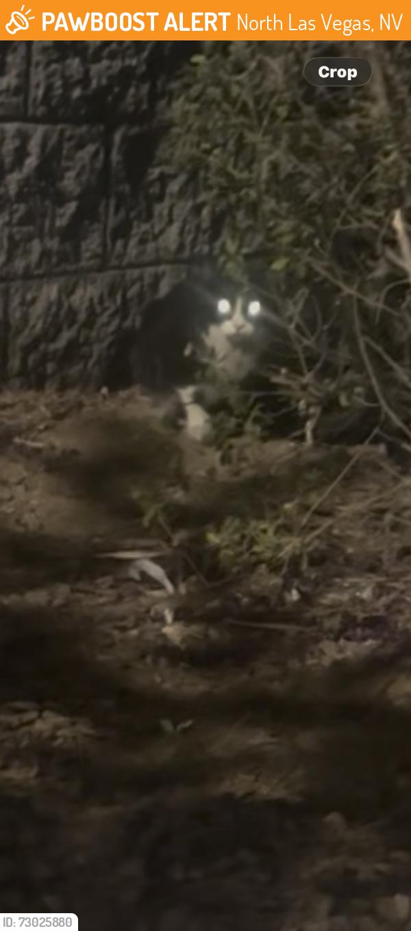 Found/Stray Unknown Cat last seen BJ’s bar and Grill 985 E. Craig, North Las Vegas Vegas, North Las Vegas, NV 89030