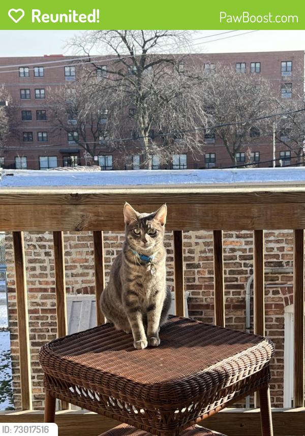 Reunited Male Cat last seen California and Division, Humboldt Park, Chicago, IL 60622