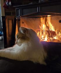Lost Female Cat last seen Lake Harbour, Ridgeland, MS 39157