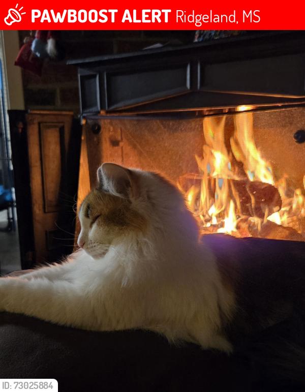 Lost Female Cat last seen Lake Harbour, Ridgeland, MS 39157