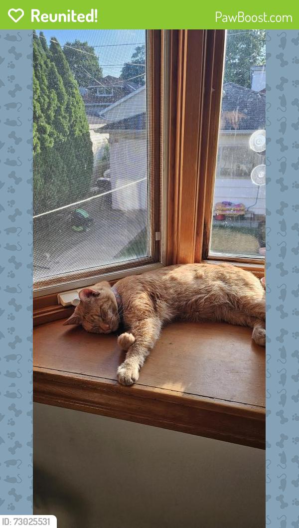 Reunited Male Cat last seen argyle and keystone, Chicago, IL 60630