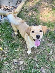 Reunited Female Dog last seen Family Dr, Cabarrus Station, Midland, NC 28107