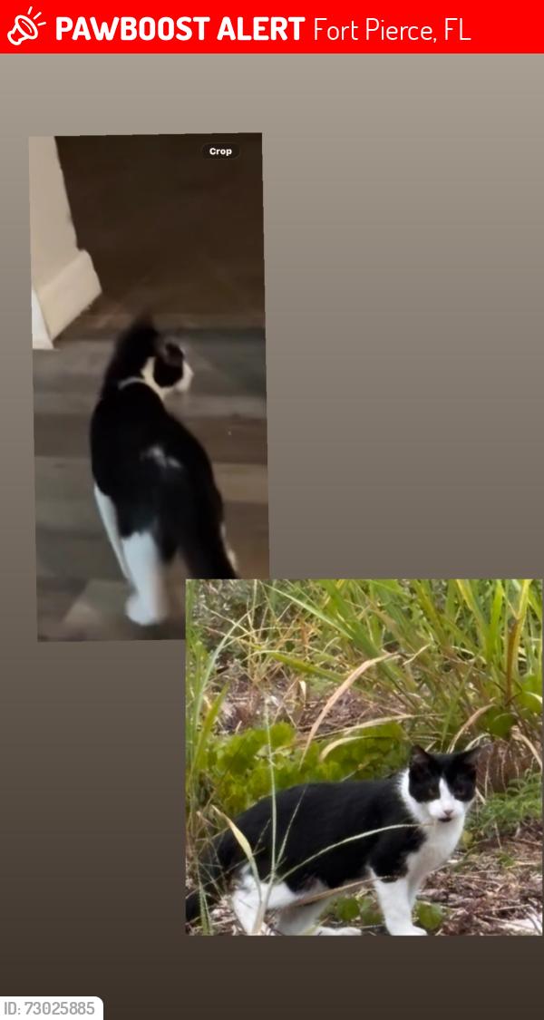 Lost Male Cat last seen Torpey Road fort pierce fl , Fort Pierce, FL 34950