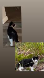 Lost Male Cat last seen Torpey Road fort pierce fl , Fort Pierce, FL 34950