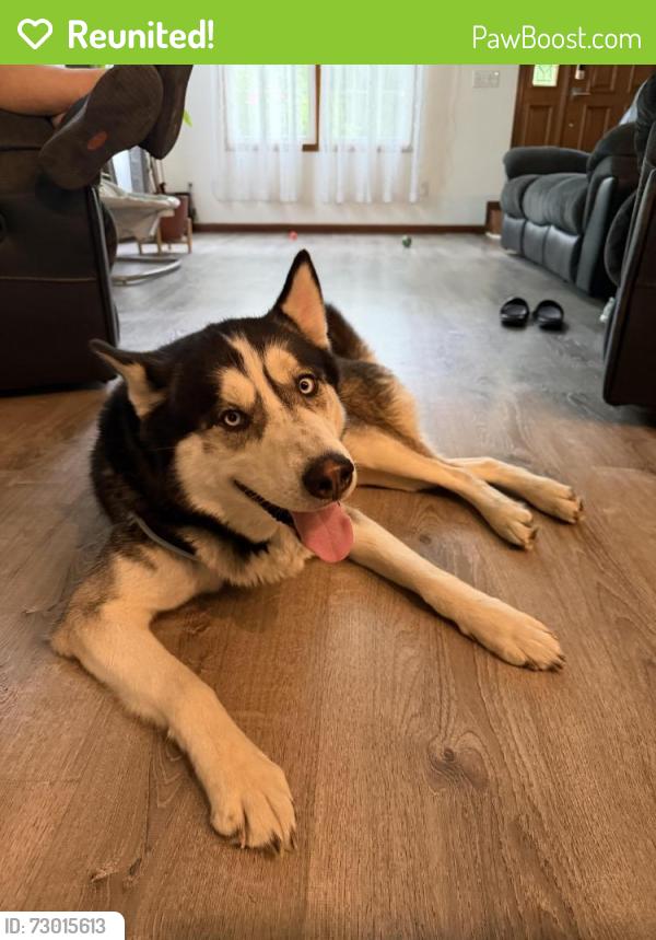 Reunited Male Dog last seen Westerville rd and Innis rd, Columbus, OH 43231