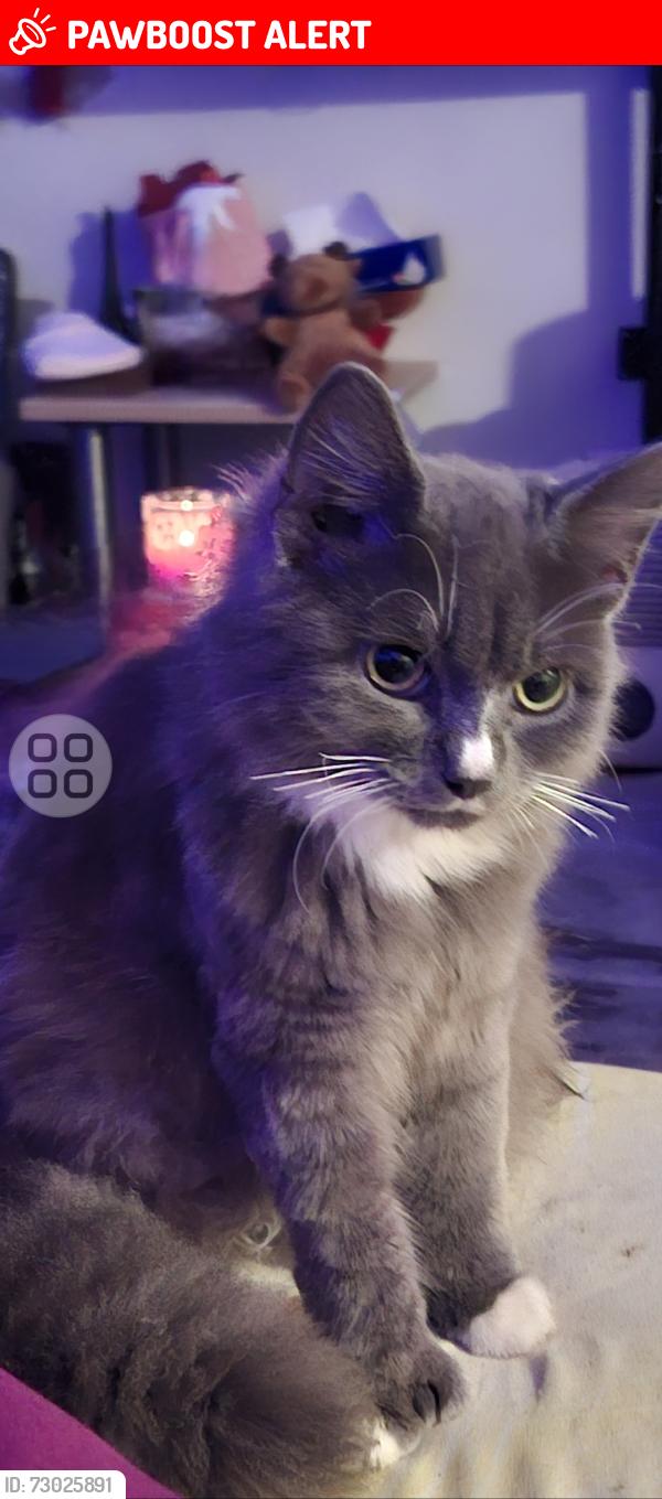 Lost Male Cat last seen Hayes, Greater London, England UB3