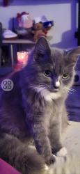 Lost Male Cat last seen Hayes, Greater London, England UB3