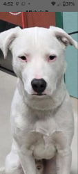 Lost Male Dog last seen I st nd 16th st Sparks NV, Sparks, NV 89431
