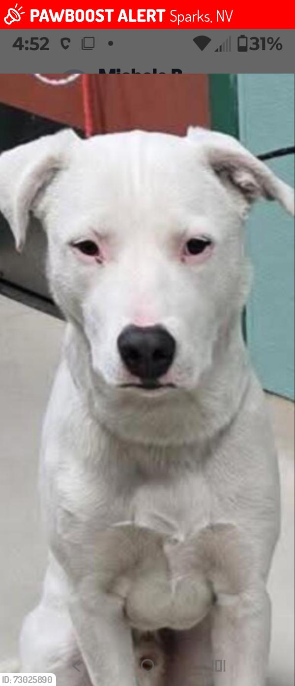 Lost Male Dog last seen I st nd 16th st Sparks NV, Sparks, NV 89431