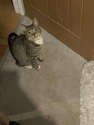 Lost Female Cat last seen Liddington Road - North Plaistow, Greater London, England E15 3PL