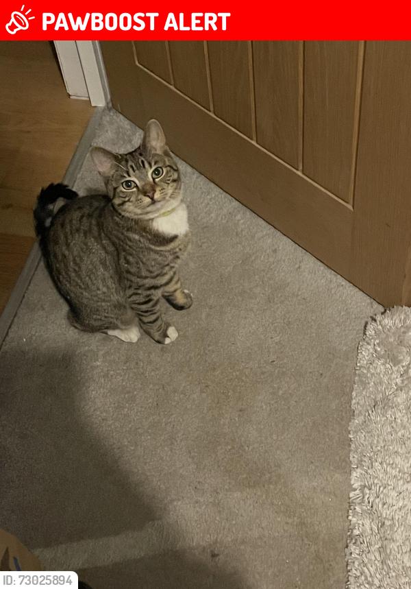 Lost Female Cat last seen Liddington Road - North Plaistow, Greater London, England E15 3PL
