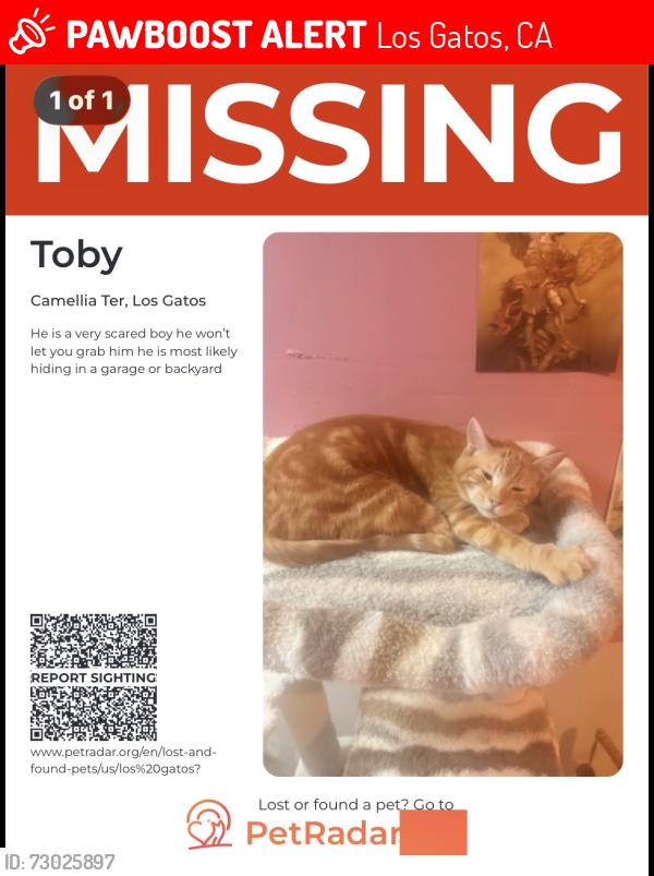 Lost Male Cat last seen Camelia terrace , Los Gatos, CA 95032
