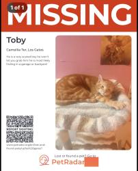 Lost Male Cat last seen Camelia terrace , Los Gatos, CA 95032
