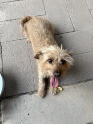 Found/Stray Female Dog last seen Tarpon ave and Apex ct, Rio Rancho, NM 87124