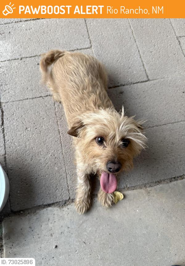Found/Stray Female Dog last seen Tarpon ave and Apex ct, Rio Rancho, NM 87124