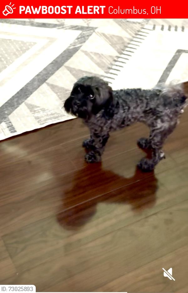 Lost Female Dog last seen Larcomb ave, Columbus ohio, Columbus, OH 43223
