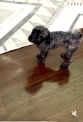 Lost Female Dog last seen Larcomb ave, Columbus ohio, Columbus, OH 43223