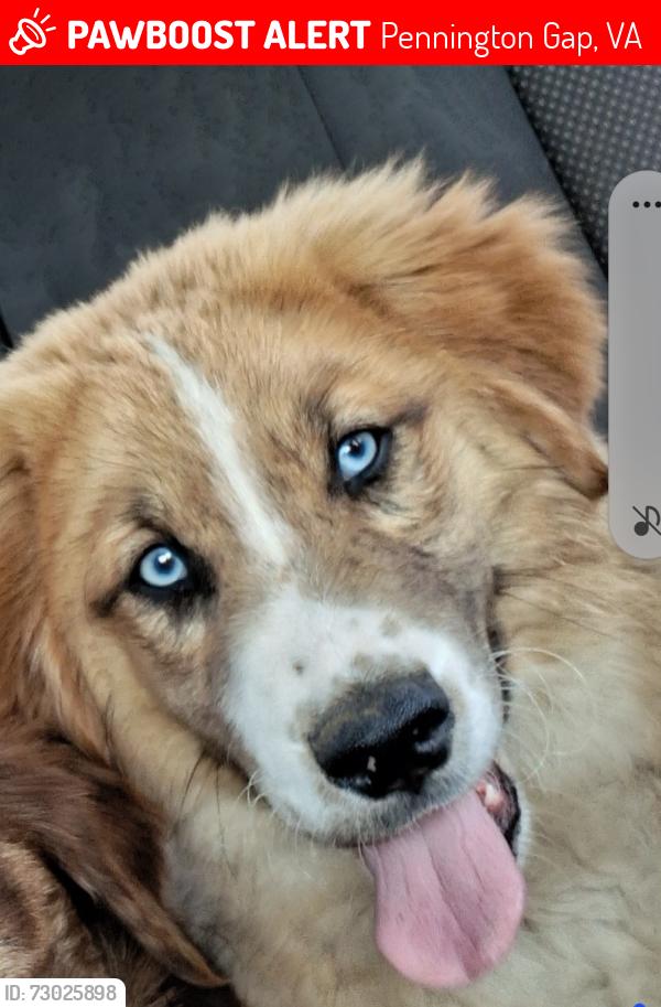 Lost Female Dog last seen Walgreens ., Pennington Gap, VA 24277